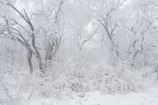 Freezing rain or sleet covered the trees and surface in a park forest