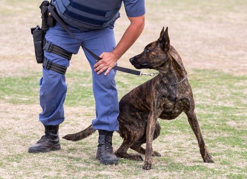 Alert police dog restrained by it's handler