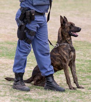 Obedient police dog sitting at his handlers feet