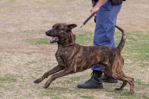 Alert police dog restrained by it's handler