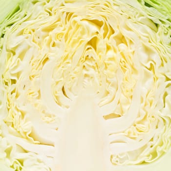 Chinese cabbage section background