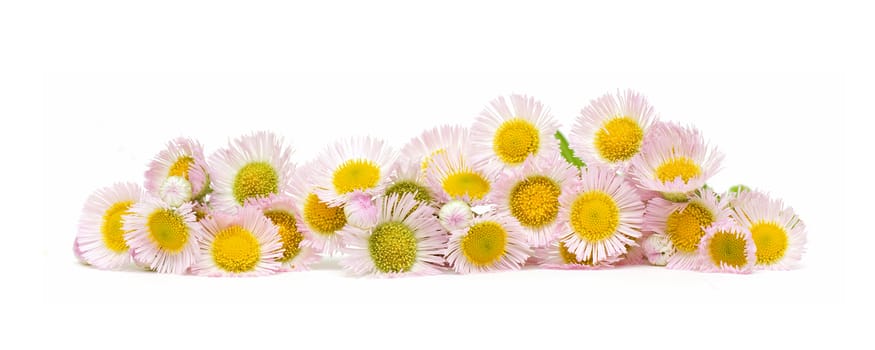 Daisy flower isolated on white background