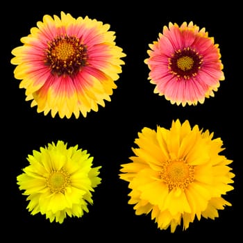 Chrysanthemum collection isolated on white background