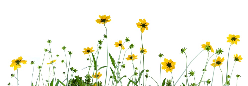 Chamomile isolated on white background