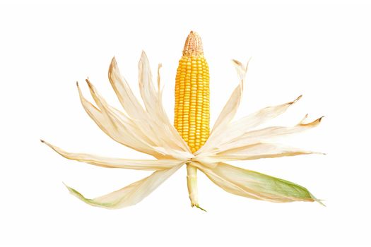 Corn cob isolated on white background