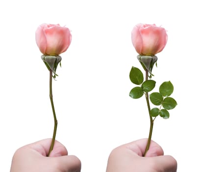 Holding rose isolated on white background