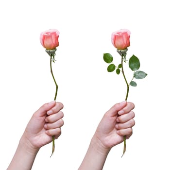 Holding rose isolated on white background