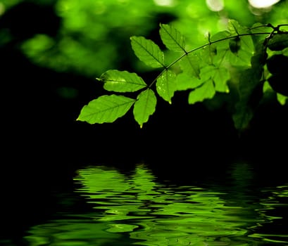 Green leaves reflection