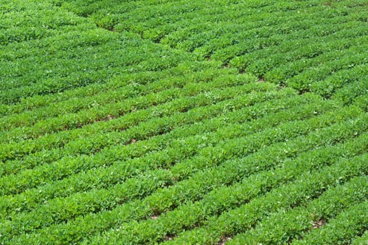 Peanuts field background