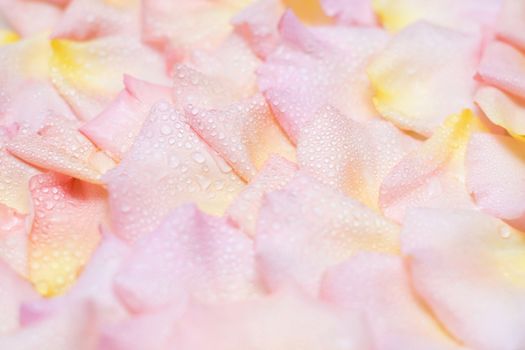 Rose petals with water droplets background