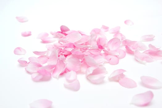 Petals background