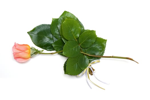 Rose isolated on white background