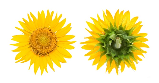 Sunflowers isolated on white background