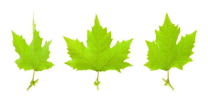 Maple leaves isolated on white background