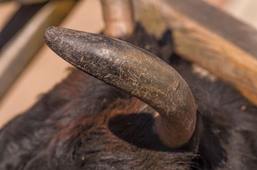 brown bull horn or cow closeup animal head