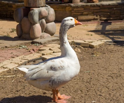 white domestic goose with a yellow beak sitting on the sand close up