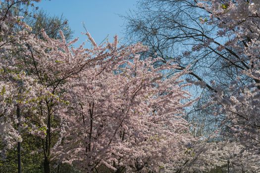 Pink flowers in spring before blue sky.