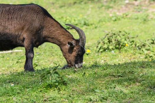 Brown goat on a meadow at pasture.