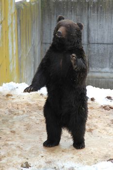 Brown bear