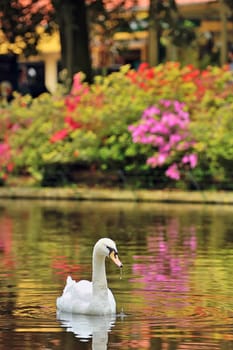 Swan on lake in spring time