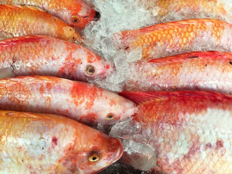 Freshness red tilapia fishes on the ice in seafood market.