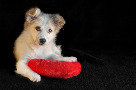 Cute puppy put paws on a red pillow in the shape of a heart and looks. Black background, selective focus.