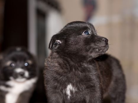 Very cute black puppies. Beautiful puppies. little puppies.