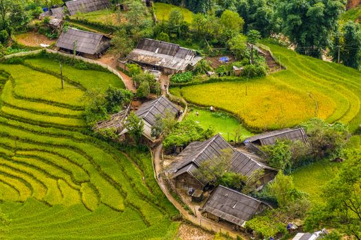Local houses surrounded by rice fields