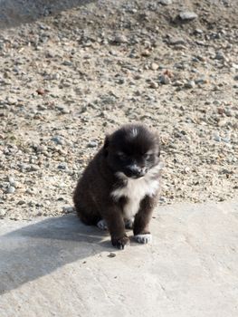 Very cute black puppies. Beautiful puppies. little puppies.