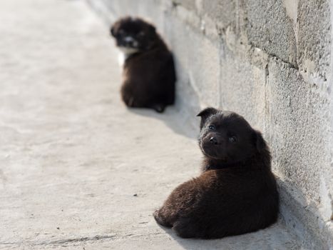 Very cute black puppies. Beautiful puppies. little puppies.