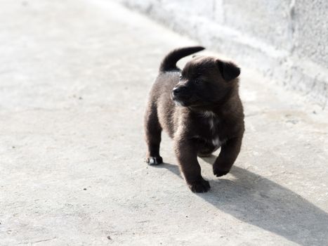 Very cute black puppies. Beautiful puppies. little puppies.