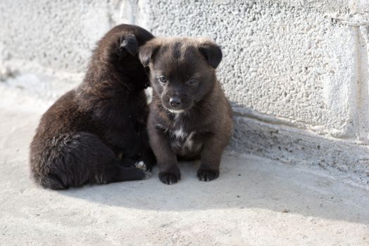 Very cute black puppies. Beautiful puppies. little puppies.