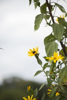 Carpenter bee perched on sunflowers