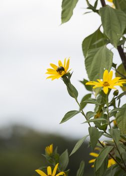 Carpenter bee perched on sunflowers