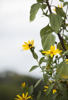 Carpenter bee perched on sunflowers