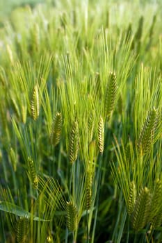 Green wheat field background