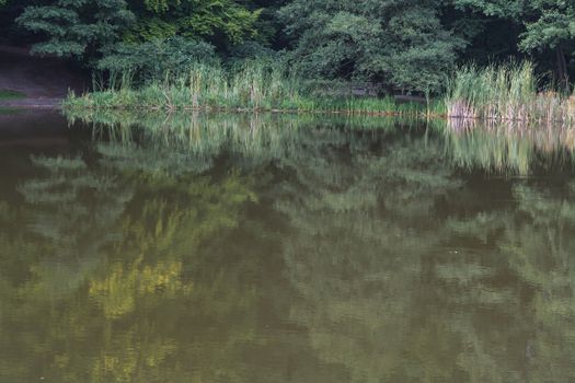 Idyllic calm pond landscape in the forest. Trees and plants are reflected in the water.