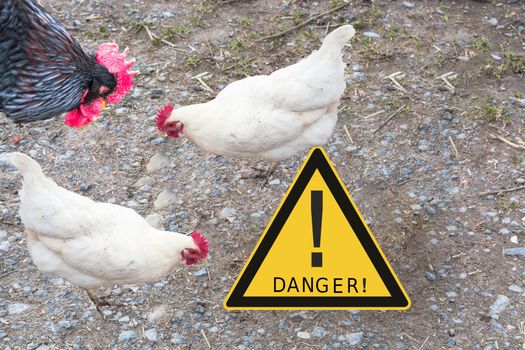 Symbolically general prevention against infections. On the picture warning sign with inscription in english danger and chickens. Concept of avian flu, animal experiments, antibiotics and vaccinations.