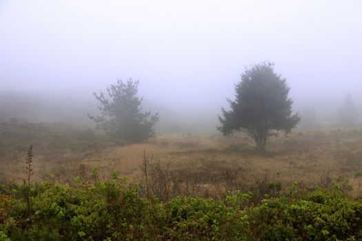 Foggy morning in California. USA, Half Moon Bay