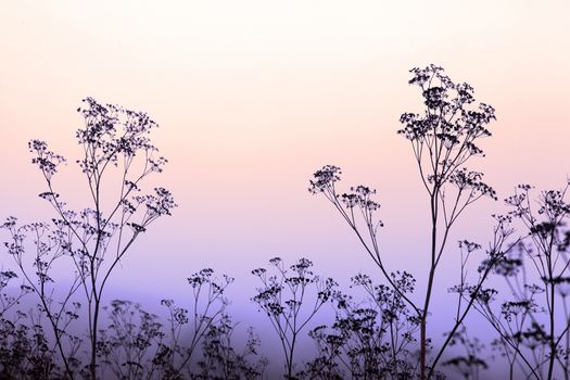 The Sun Shining Through Silhouettes plants