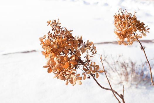 Two yellow dry plants in snow
