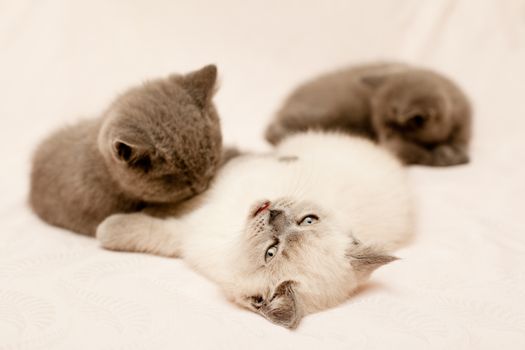 Three kittens lying on pink background
