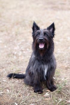 A sitting black terrier on autumn background
