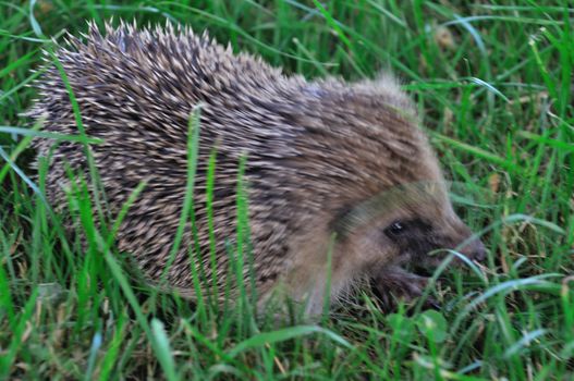 Hedgehog in a meadow
