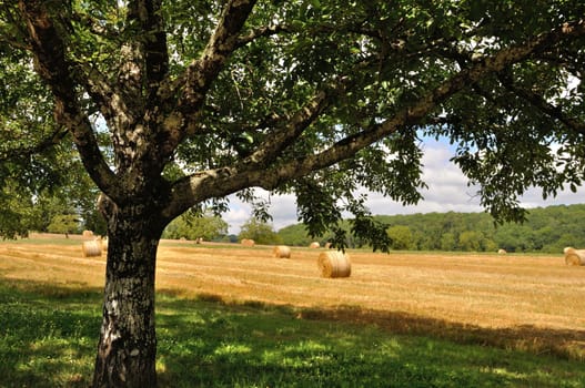 Rural landscape in Dordogne