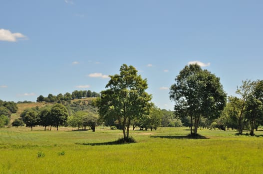 Trees in fields