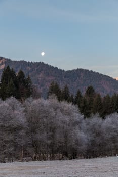 A forest and field with the moon rising