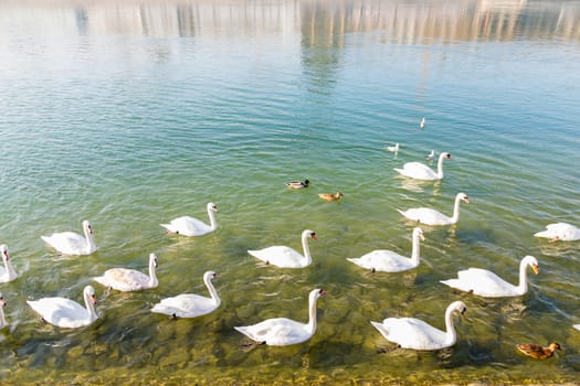 A group of swans swimming up stream