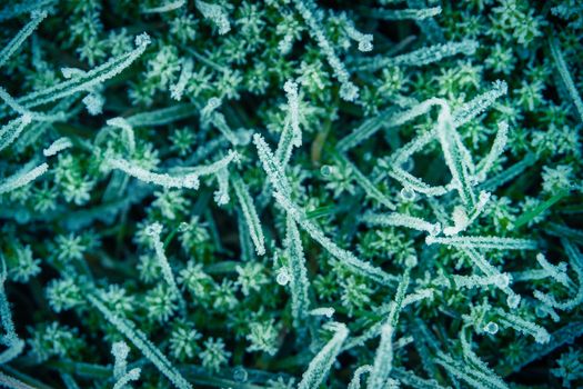 Abstract Background Of Frozen Water Droplets On Frosty Grass In Winter