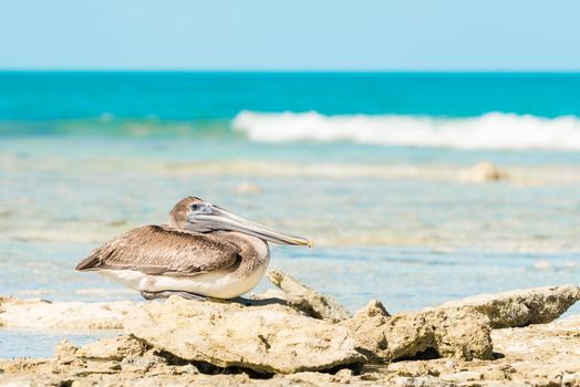 Brown pelican rests on some rocks on a beach in Cuba.